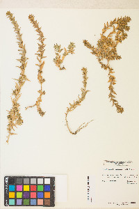 Epilobium campestre image