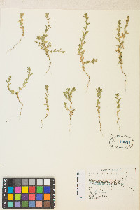 Epilobium campestre image