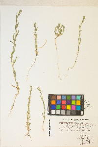 Epilobium torreyi image