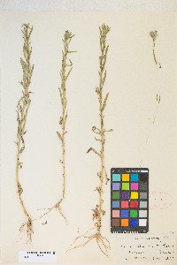 Epilobium torreyi image