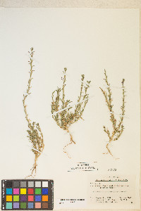 Epilobium torreyi image