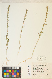 Epilobium torreyi image