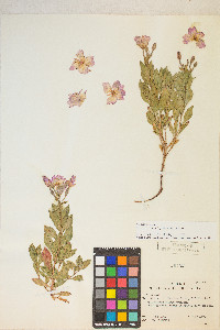 Epilobium rigidum image