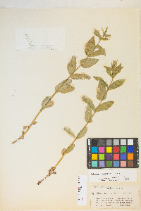 Epilobium saximontanum image