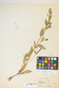 Epilobium saximontanum image