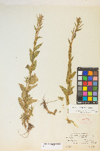 Epilobium saximontanum image