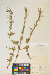 Epilobium saximontanum image