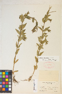 Epilobium saximontanum image