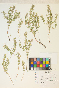 Epilobium suffruticosum image