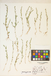 Epilobium torreyi image