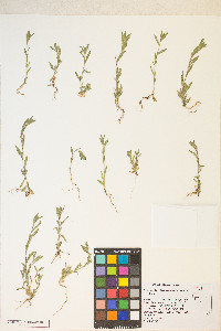 Epilobium torreyi image