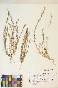 Epilobium torreyi image