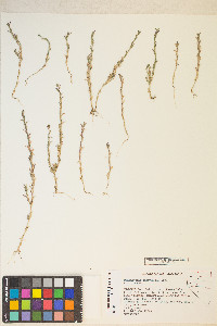 Epilobium torreyi image