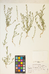 Epilobium torreyi image