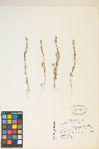 Epilobium torreyi image