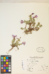 Epilobium obcordatum image