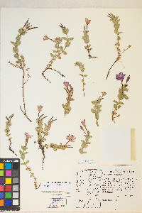 Epilobium obcordatum image