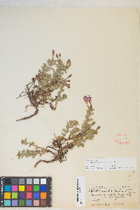 Epilobium obcordatum image