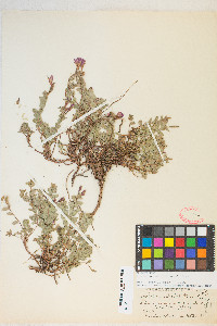 Epilobium obcordatum image