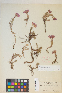 Epilobium obcordatum image