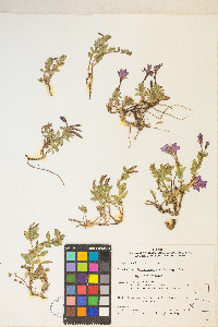 Epilobium obcordatum image