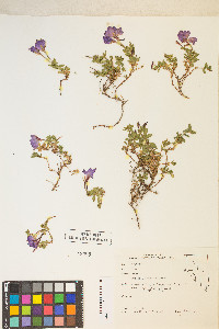 Epilobium obcordatum image