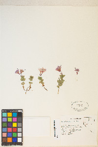 Epilobium obcordatum image