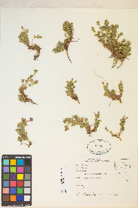 Epilobium obcordatum image