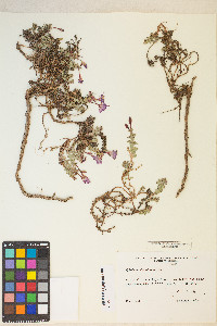 Epilobium obcordatum image