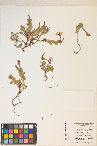 Epilobium obcordatum image