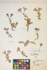 Epilobium obcordatum image
