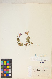 Epilobium obcordatum image