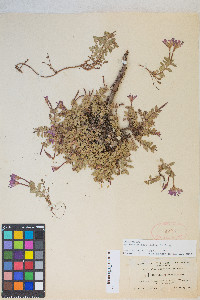 Epilobium obcordatum image