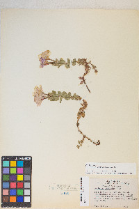 Epilobium obcordatum image