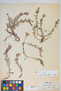 Epilobium obcordatum image