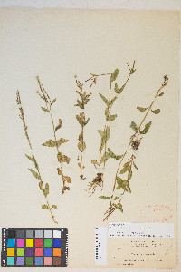 Epilobium lactiflorum image