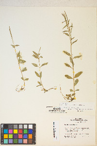 Epilobium lactiflorum image