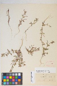 Epilobium minutum image