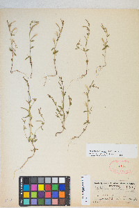 Epilobium minutum image