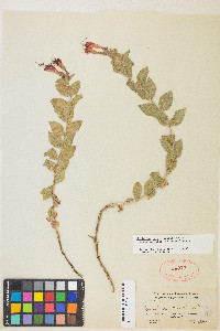 Epilobium canum subsp. garrettii image