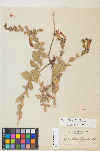 Epilobium canum image