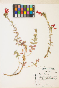 Epilobium canum subsp. garrettii image