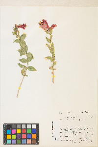 Epilobium canum subsp. garrettii image