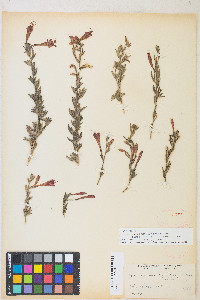 Epilobium canum subsp. latifolium image