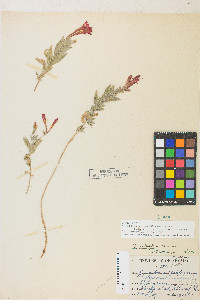 Epilobium canum image