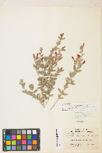 Epilobium canum subsp. latifolium image