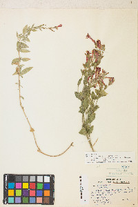 Epilobium canum subsp. latifolium image