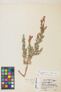 Epilobium canum subsp. latifolium image