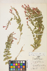 Epilobium canum image