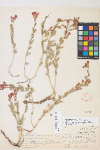 Epilobium canum image